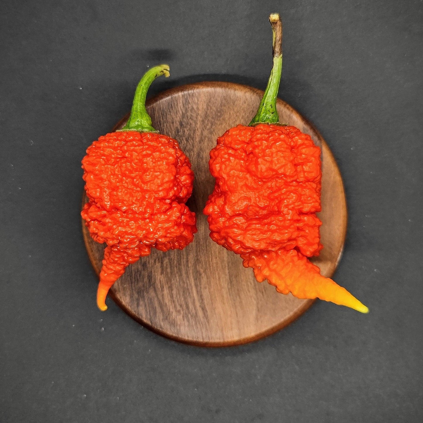Two intensely wrinkled, vibrant red RB003 Carolina Reaper peppers from PepperMerchant.net are displayed on a small, round wooden board against a dark background. These superhot peppers are distinct with their bumpy texture, and one has a unique, curled tail.