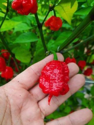 A hand is holding a bright red, bumpy 7Pot Primo pepper from PepperMerchant.net that is still attached to a plant. The background showcases green leaves and other similar 7Pot Primo peppers, celebrated for their extreme heat with sky-high Scoville heat units, hanging from the plant.
