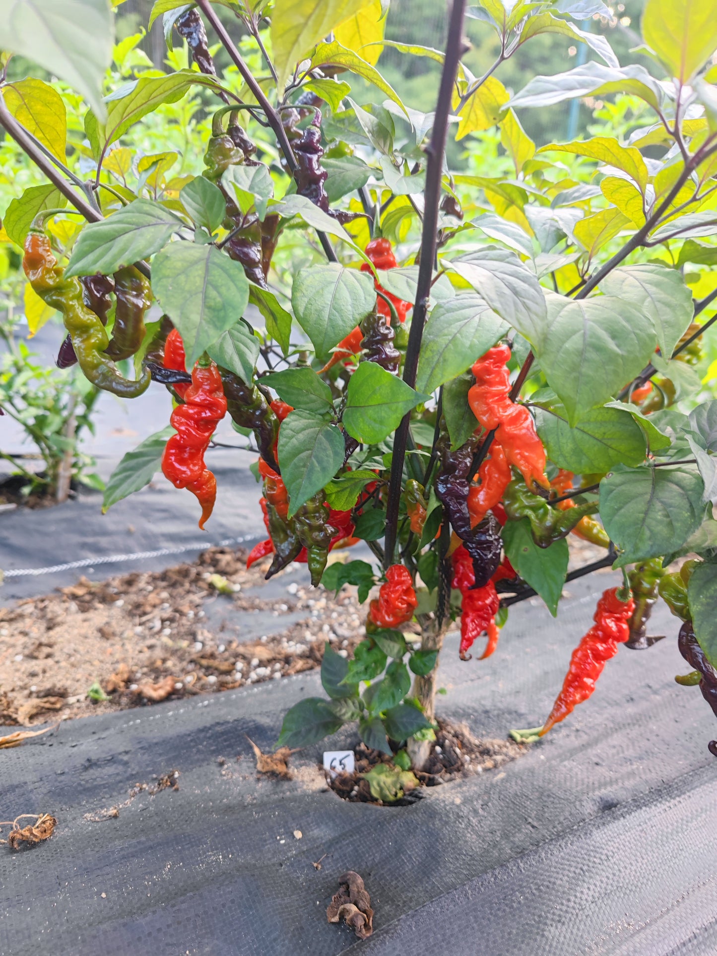 A Zou-Pi x Ghost pepper plant from PepperMerchant.net grows among green leaves, producing twisted, wrinkled red and dark purple peppers, rooted in soil covered with black fabric mulch.