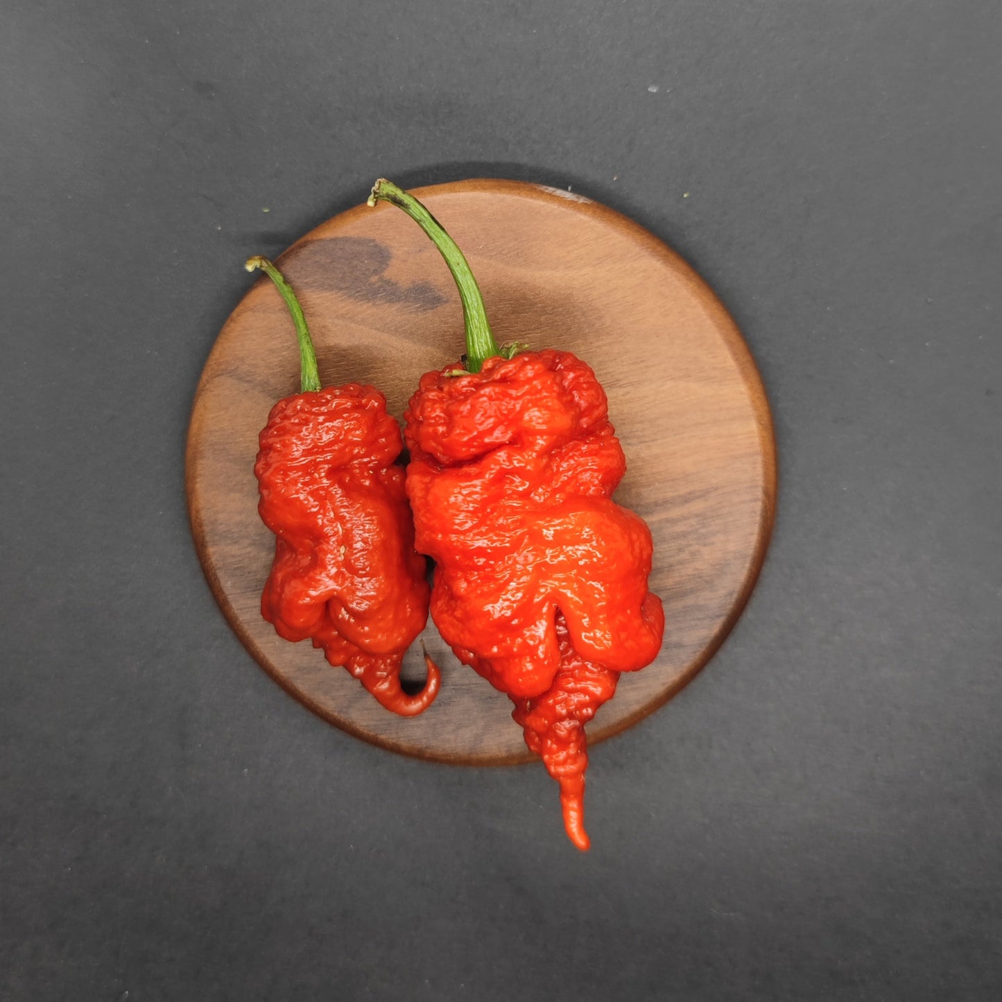 Two vibrant red Tiberius Mauler chili peppers from PepperMerchant.net, each with striking tails and green stems, rest on a round wooden plate against a plain black background.