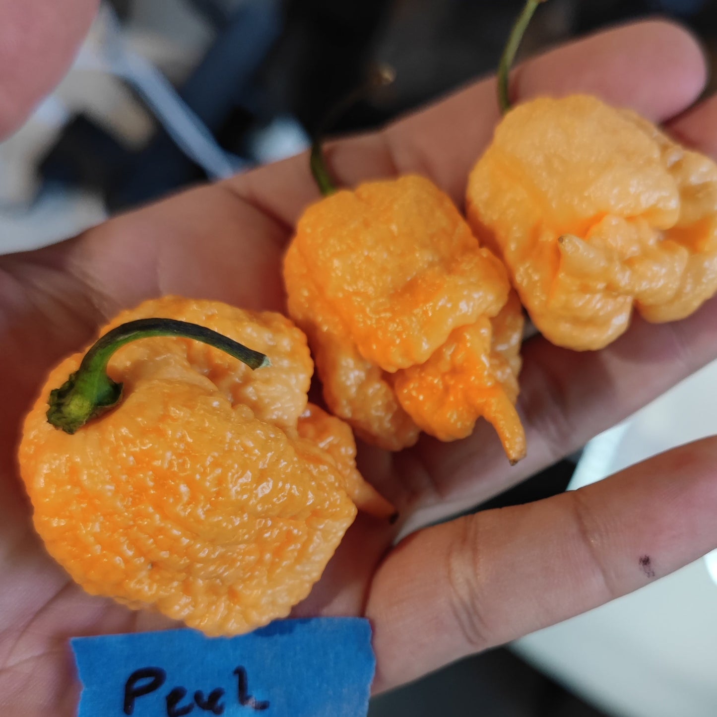 A hand holds three bright orange, wrinkled Peach Reaper chili peppers with green stems—these super-hot peppers from PepperMerchant.net are famous for their fiery heat. A blue label with "Peel" is partially visible below the peppers.
