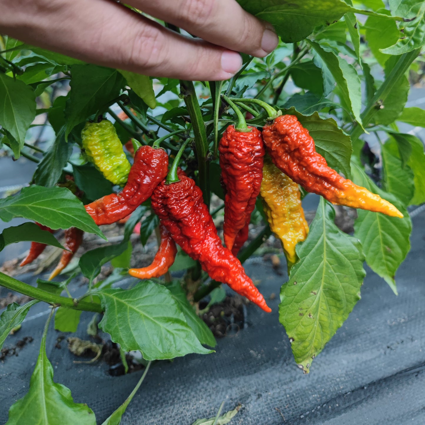 A hand holds a cluster of wrinkled, elongated Leviathan Scorpion Chocolate peppers from PepperMerchant.net, in shades of red, orange, and yellow, growing on a lush green plant with broad leaves.