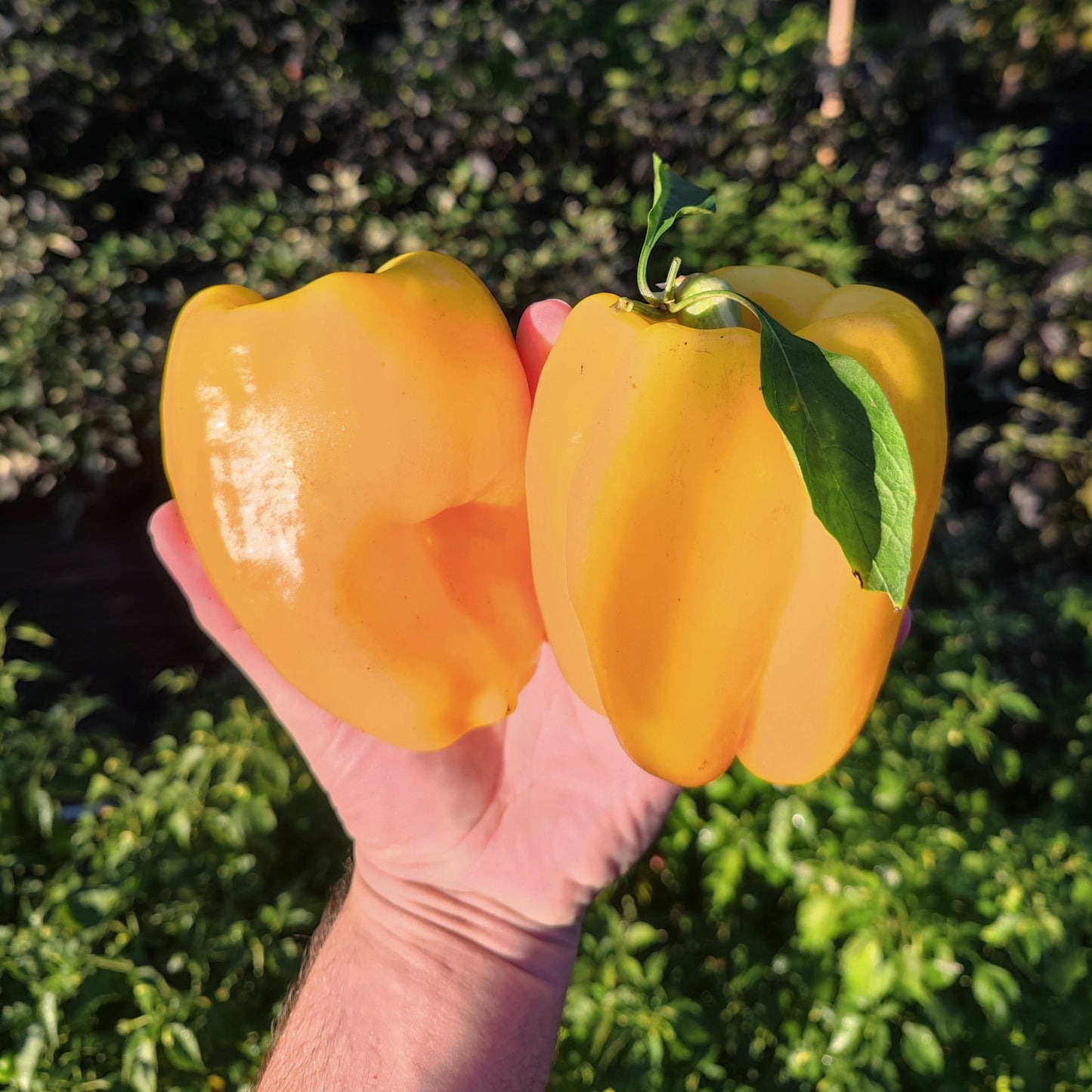 A hand holds two vibrant Iko Iko Orange sweet peppers from PepperMerchant.net, one with a green leaf attached, set against a sunlit backdrop of green plants.