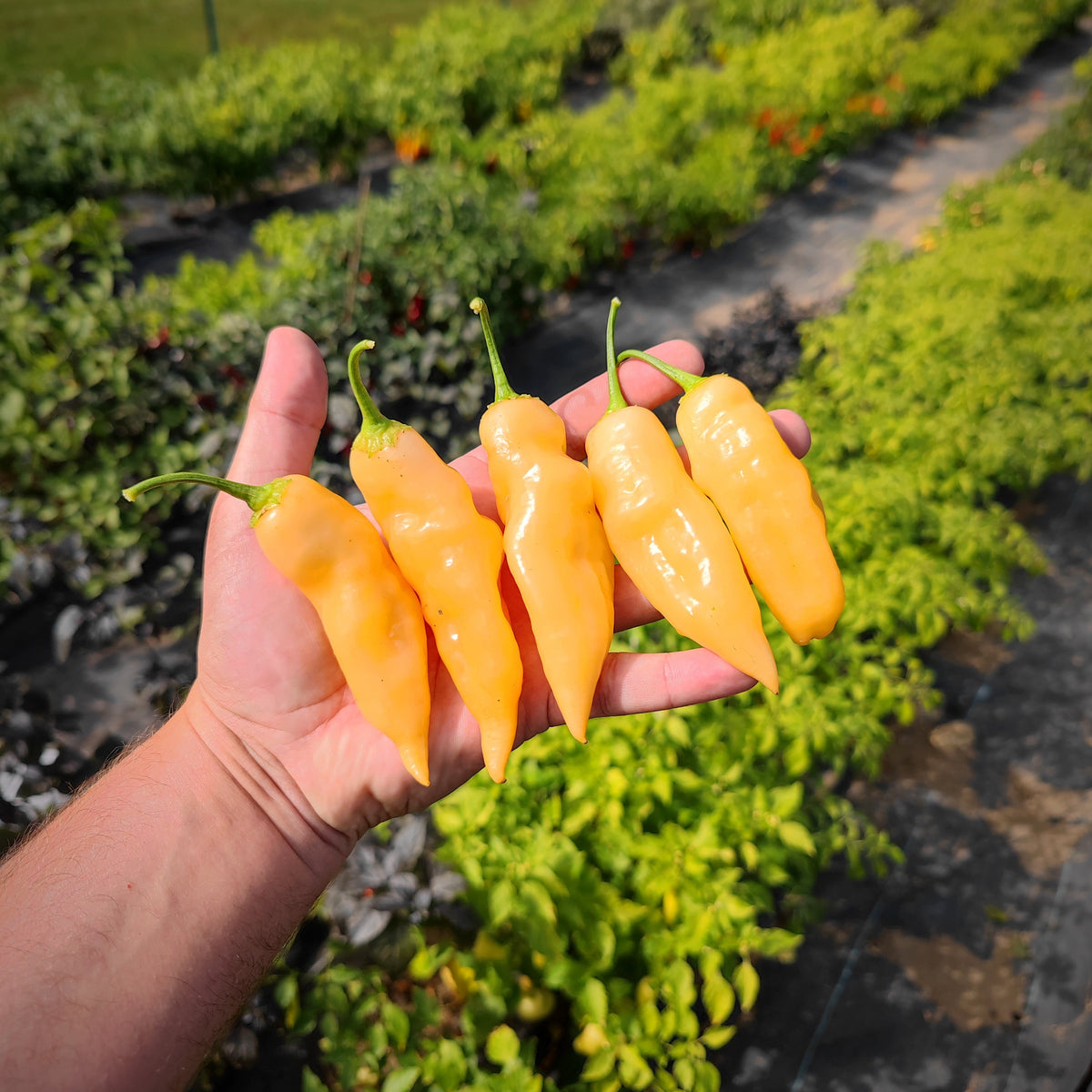 A hand holds four elongated, pale yellow Sugar Rush Peach chili peppers against a blurred field of plants.