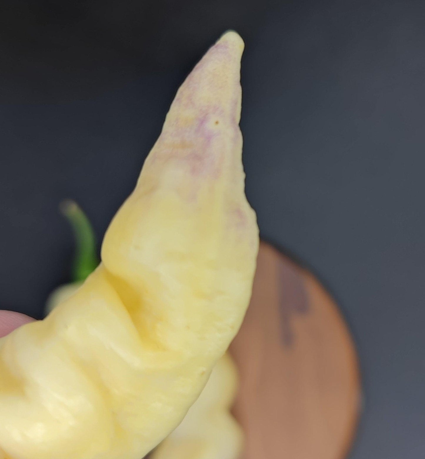 A close-up shot showcases a light yellow, slightly wrinkled Faddas White pepper from PepperMerchant.net, featuring a pointed tip with a subtle touch of purple. The dark background accentuates the pepper's prominence, with a faintly visible wooden surface in the backdrop.