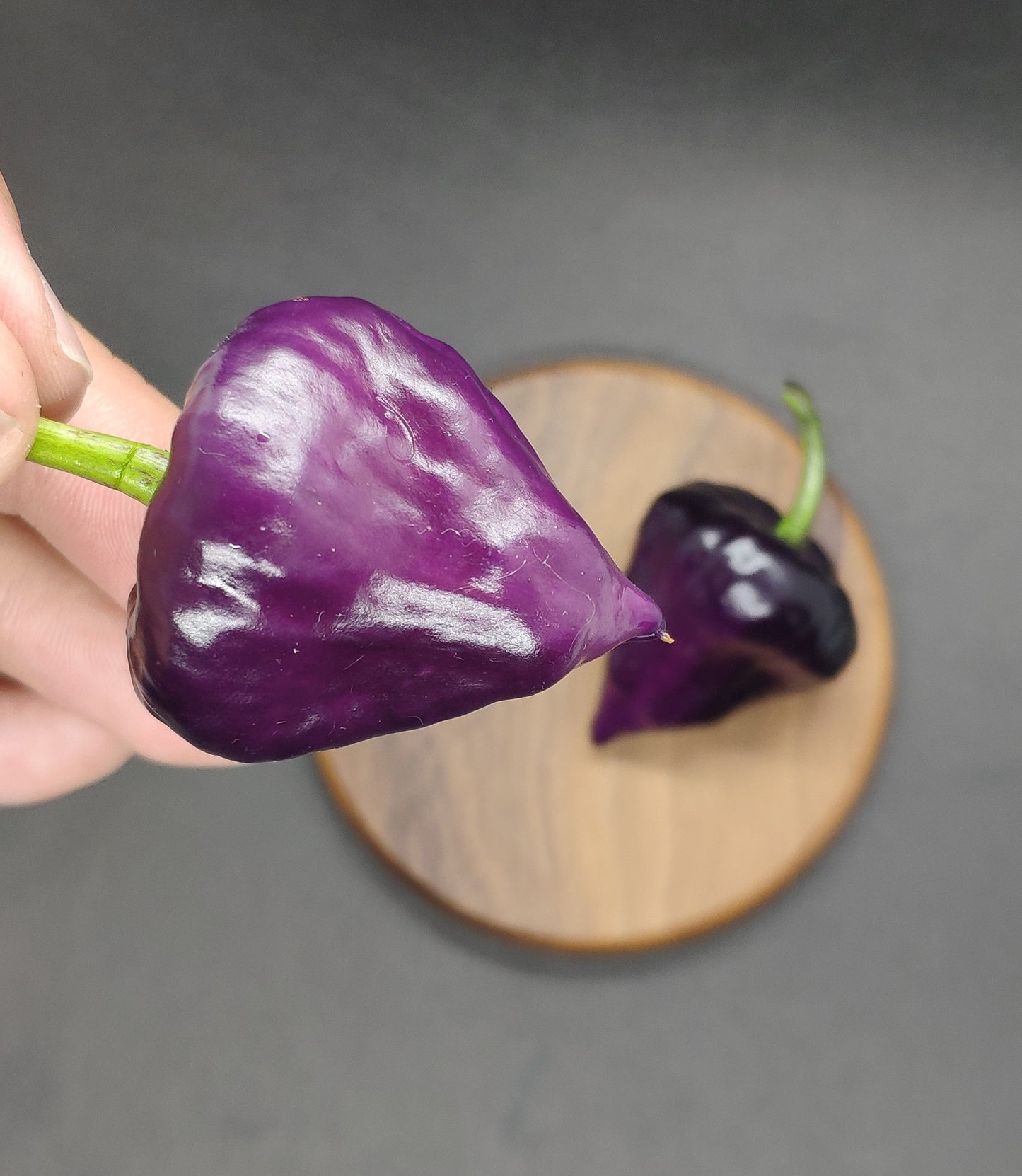 Purple UFO 👾🛸 Pepper Seeds