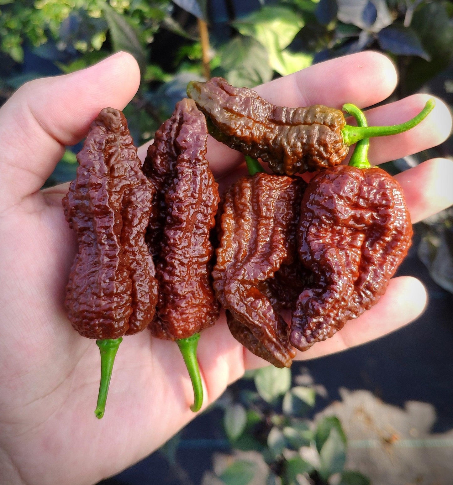 A hand is holding four Primotalii x Chocolate Moruga peppers from PepperMerchant.net. The superhot peppers, with their wrinkled, dark brown surface and green stems, hint at an intense heat level. The green foliage in the background suggests they were recently harvested from a garden.