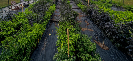 Pepper Merchant Seeds: Cultivating the World’s Most Unique Pepper Seeds