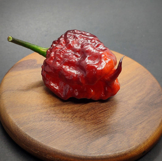 A single Purple Gator Jigsaw chili pepper from PepperMerchant.net, dark red and wrinkled with a green stem, rests on a round wooden board against a dark, blurred background. The exotic beauty showcases its rough texture that hints at extreme spiciness and is filled with fiery pepper seeds within.