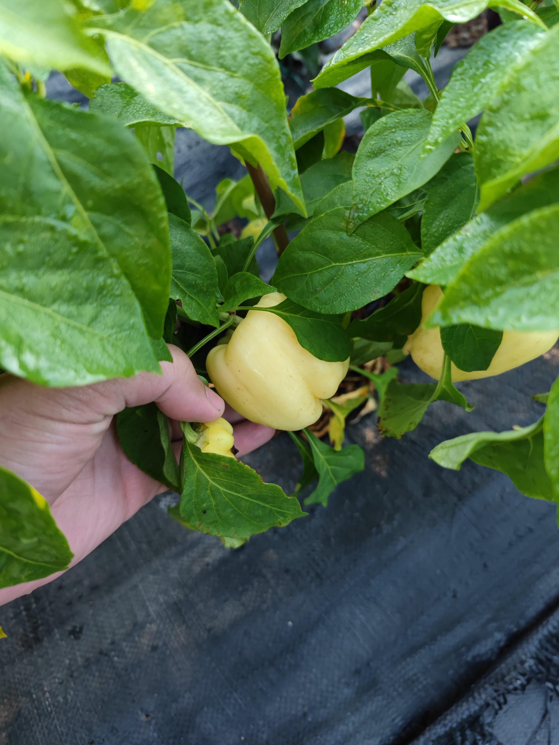 A hand gently holds a pale yellow sweet pepper from the Iko Iko line by PepperMerchant.net, cradled among lush green leaves. The plant looks healthy and flourishes in an outdoor garden bed. The soil, covered with a black tarp for weed control, contrasts beautifully with the vibrant colors of the foliage and pepper.