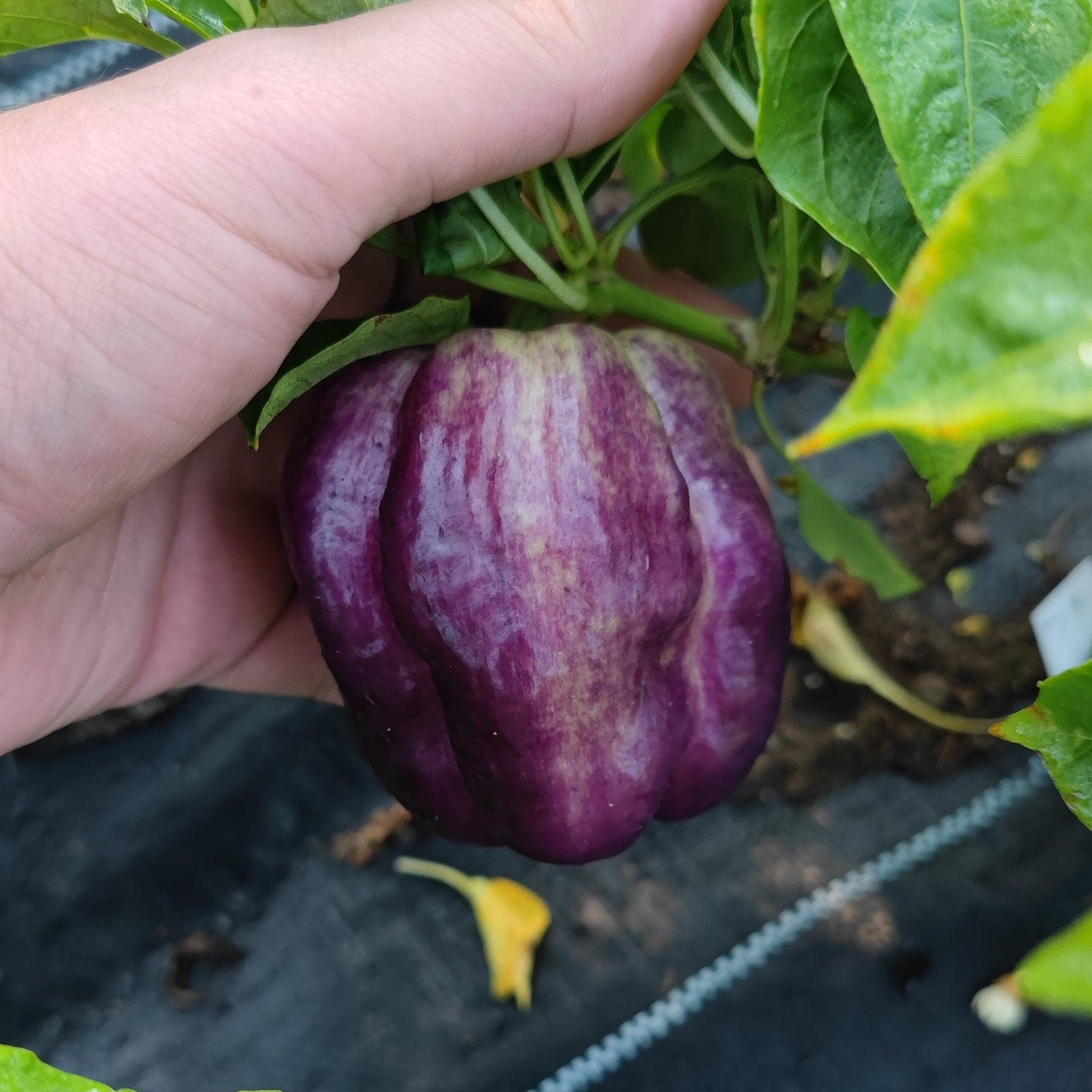 A hand holds a ripe purple Iko Iko bell pepper, showcasing the vibrant colors while it's still attached to the plant. The pepper's smooth, glossy surface reveals slight ridges. The surrounding leaves are green, and the ground is covered with a black protective cloth from PepperMerchant.net.