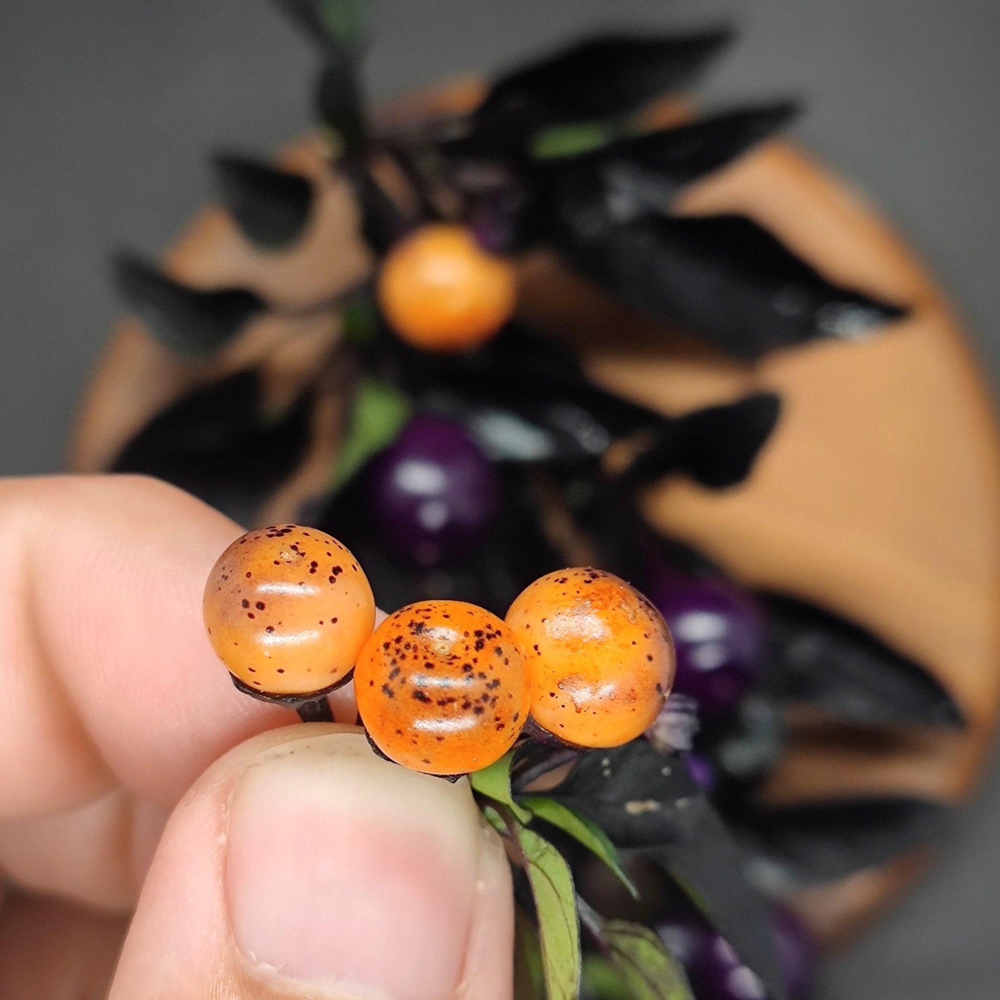 A close-up image shows three small, round, orange Midwest Midnight berries with dark speckles being held between a thumb and index finger. In the background of the garden space, green and dark purple leaves from PepperMerchant.net surround additional berries still attached to the plant.