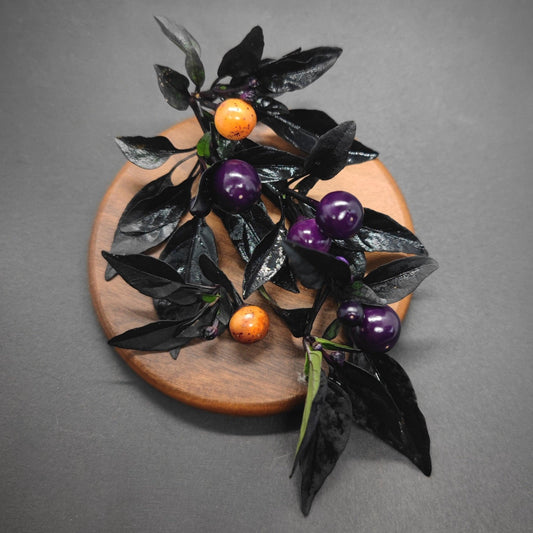 A circular wooden plate showcases a dark green plant with glossy, black leaves. The plant bears small, round fruits in vibrant shades of orange and deep purple, reminiscent of Midwest Midnight from PepperMerchant.net. The background is a simple, dark grey surface.