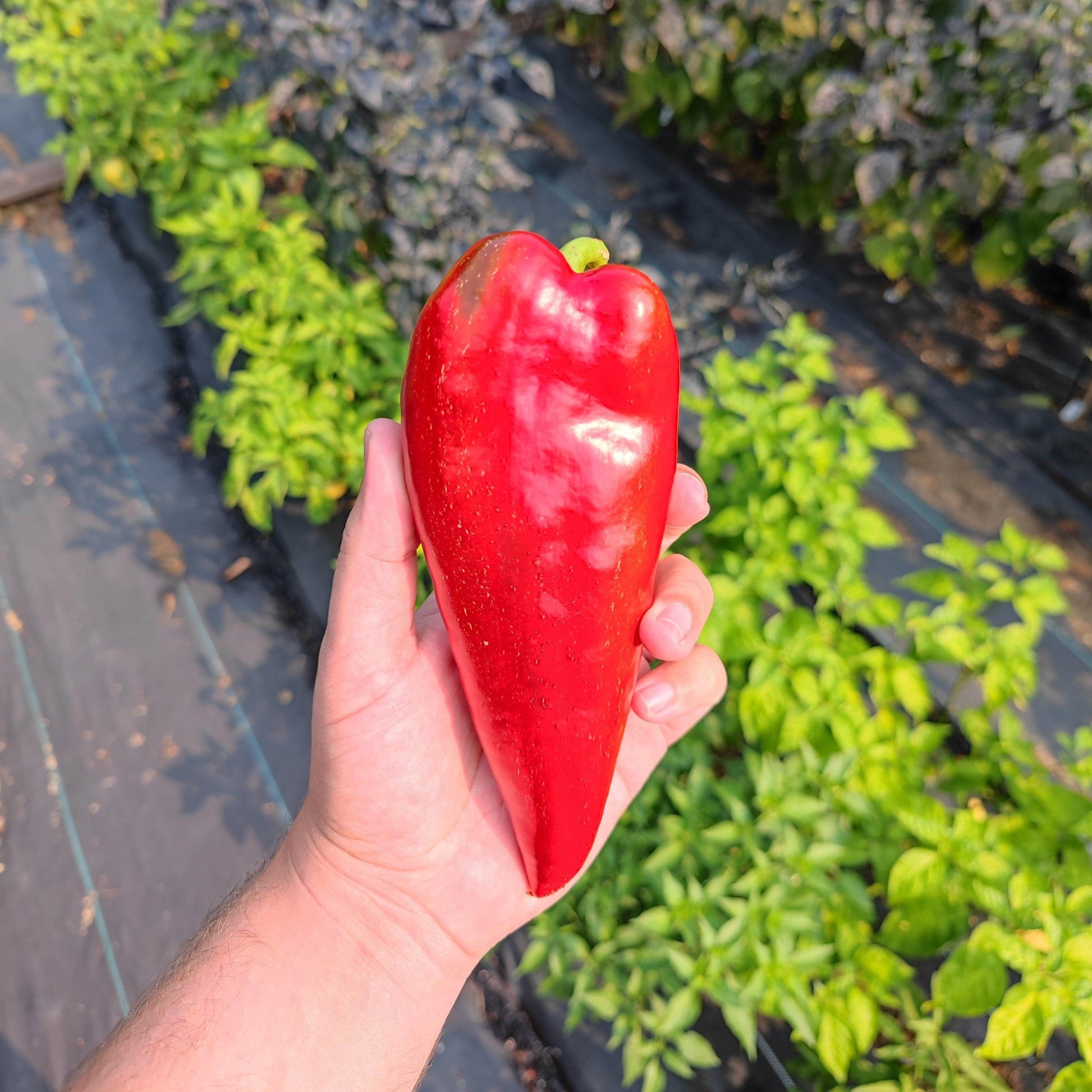 A hand holding a large, ripe Ajvarski Pepper outdoors in a garden, with rows of various green leafy plants visible in the background. The pepper from PepperMerchant.net is shiny and vibrant, perfect for creating a traditional Balkan cuisine Ajvar spread.