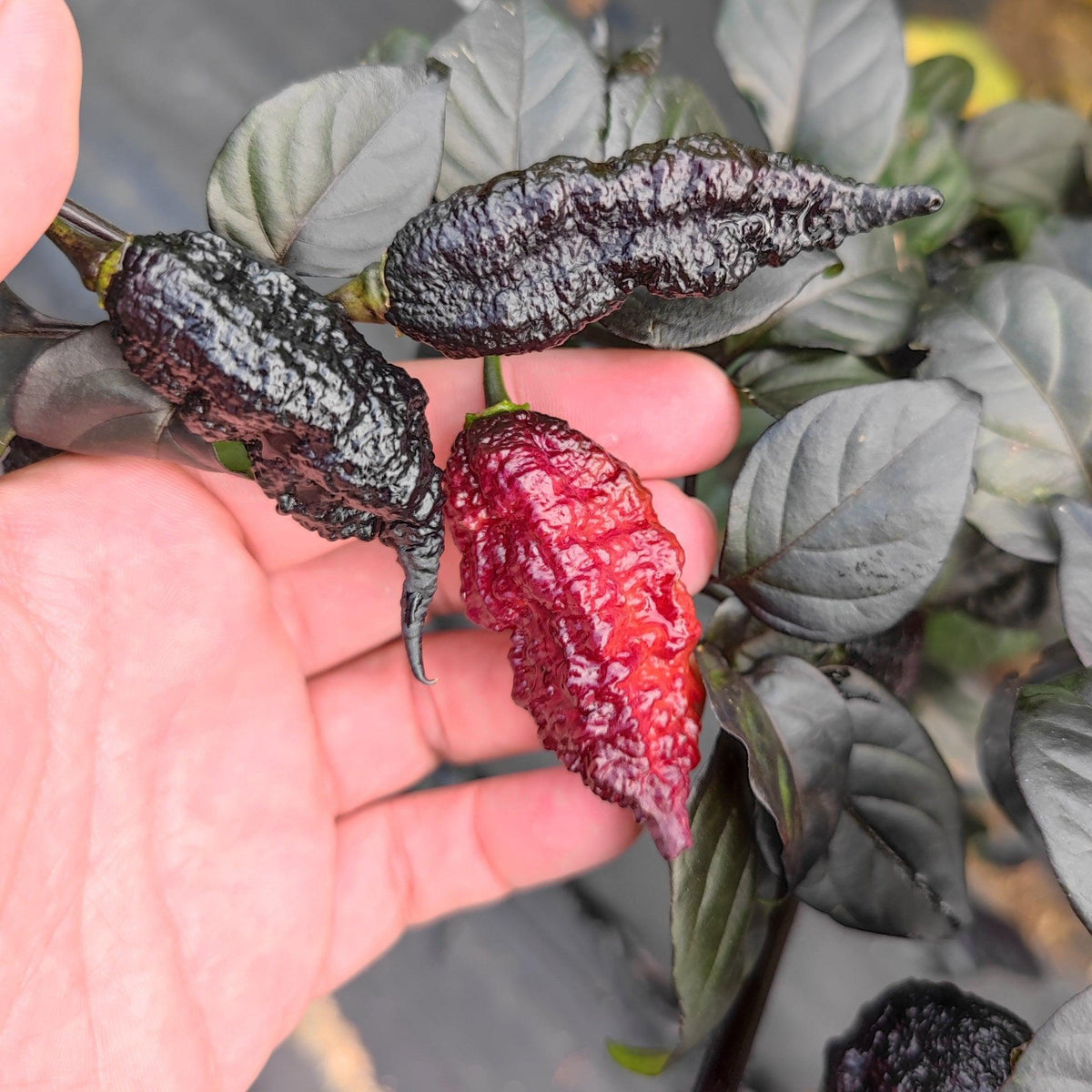 Bumpy Chilli Pepper Crazyboy Pink Cream Seeds – PepperMerchant.net