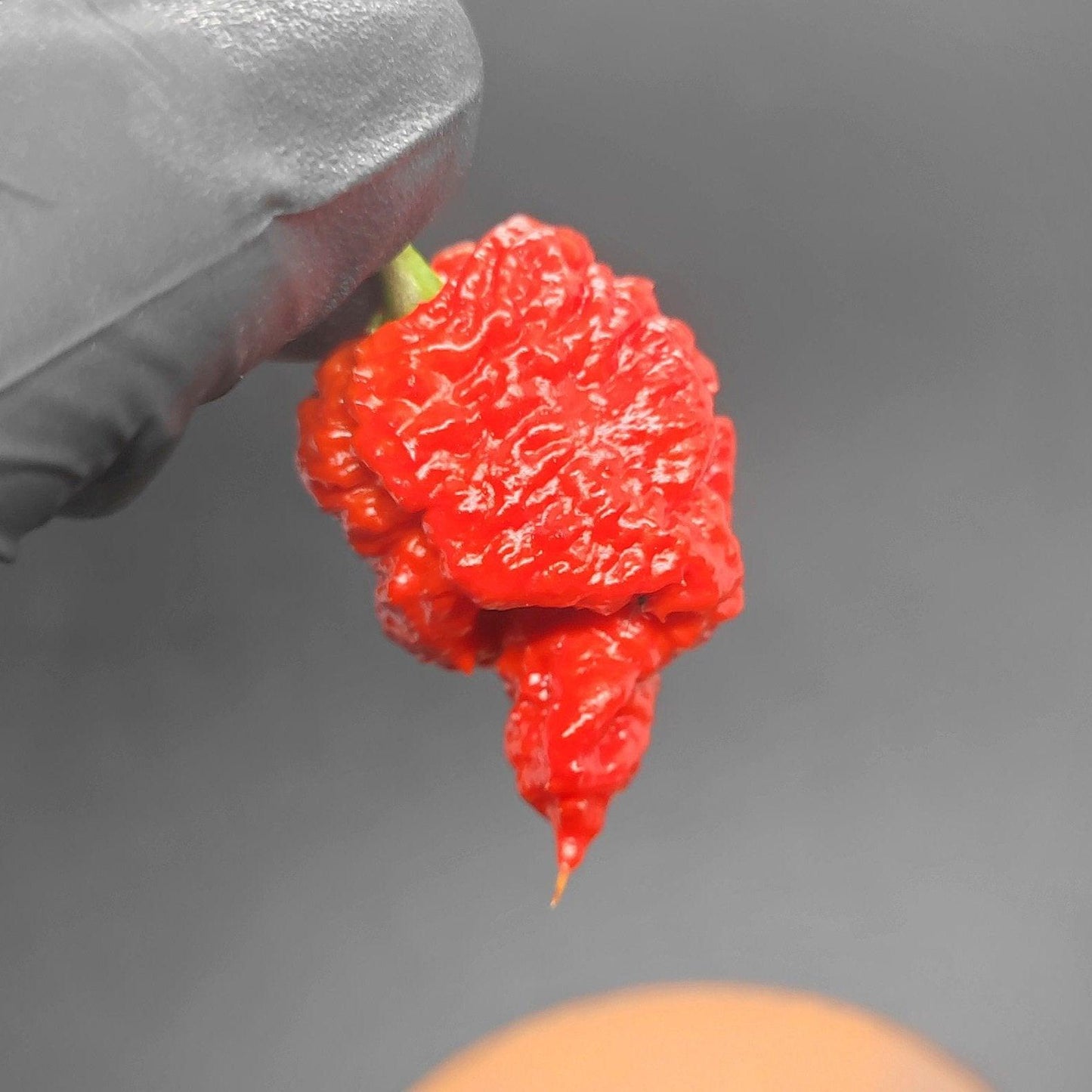 A gloved hand holding a Zing chili pepper from PepperMerchant.net is sharply focused, with the background blurred in a black and white effect. The wooden surface below the pepper adds contrast, emphasizing the vibrant red color and bumpy texture of this super hot chili.