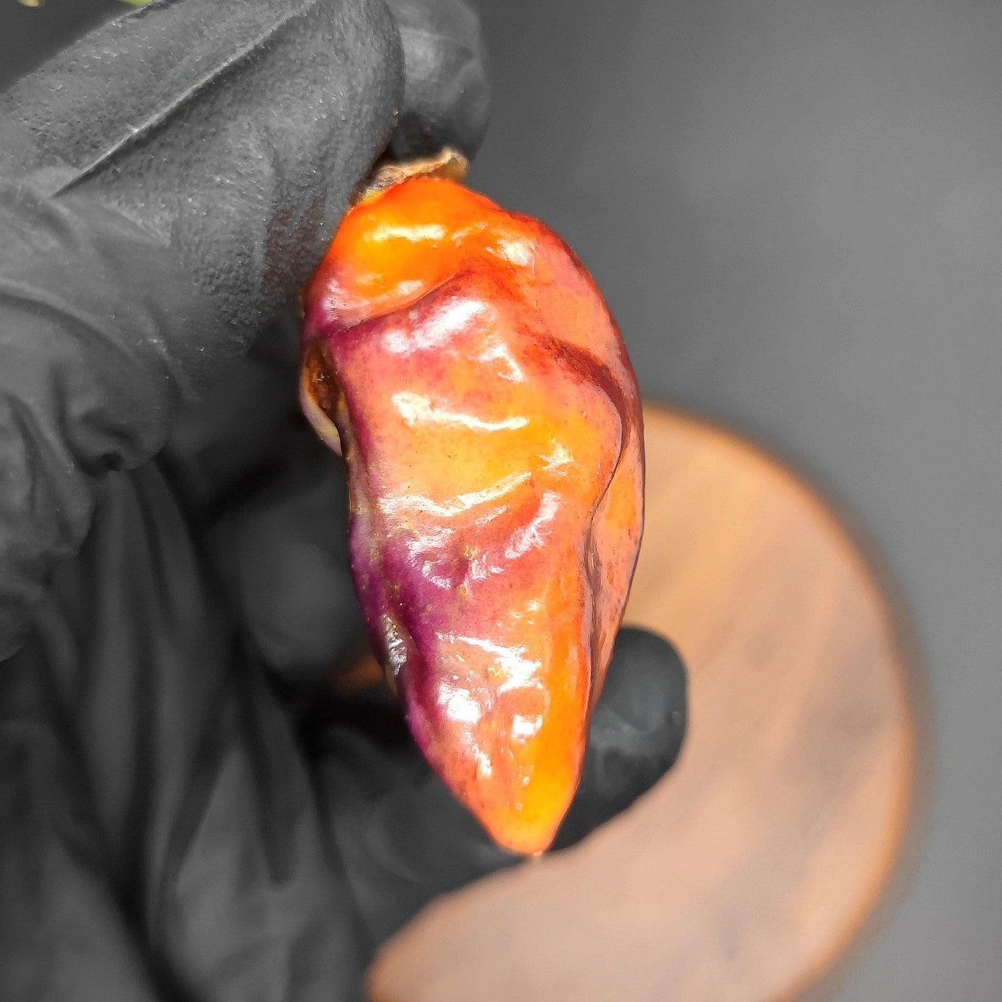 Close-up of a gloved hand holding a vibrant BBG7 Alchemy chili pepper from PepperMerchant.net. This striking chili pepper, known for its vivid hues, boasts a smooth, glossy surface with bright orange and deep purple tones against a dark, blurred background.