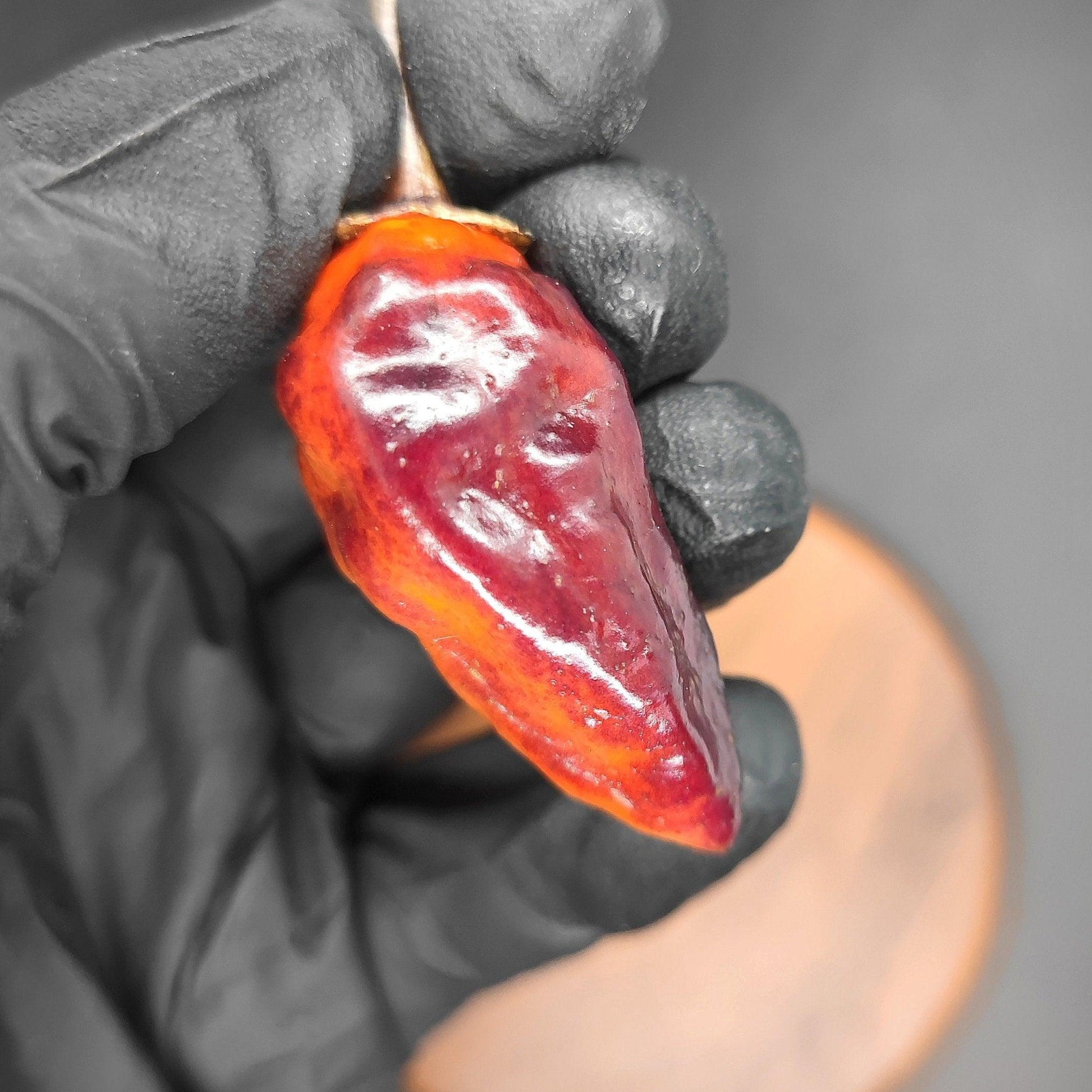 A person wearing black gloves holds a small, wrinkled BBG7 Alchemy chili pepper with an orange tint from PepperMerchant.net against a blurred gray background.