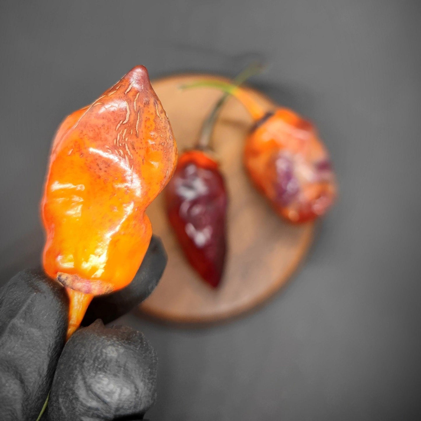 Close-up of a gloved hand holding an unusually shaped, bright orange BBG7 Alchemy chili pepper from PepperMerchant.net. In the background, there is a round wooden board with two other superhot chili peppers, one dark red and the other a colorshifter mix of red and orange, all set against a dark gray backdrop.