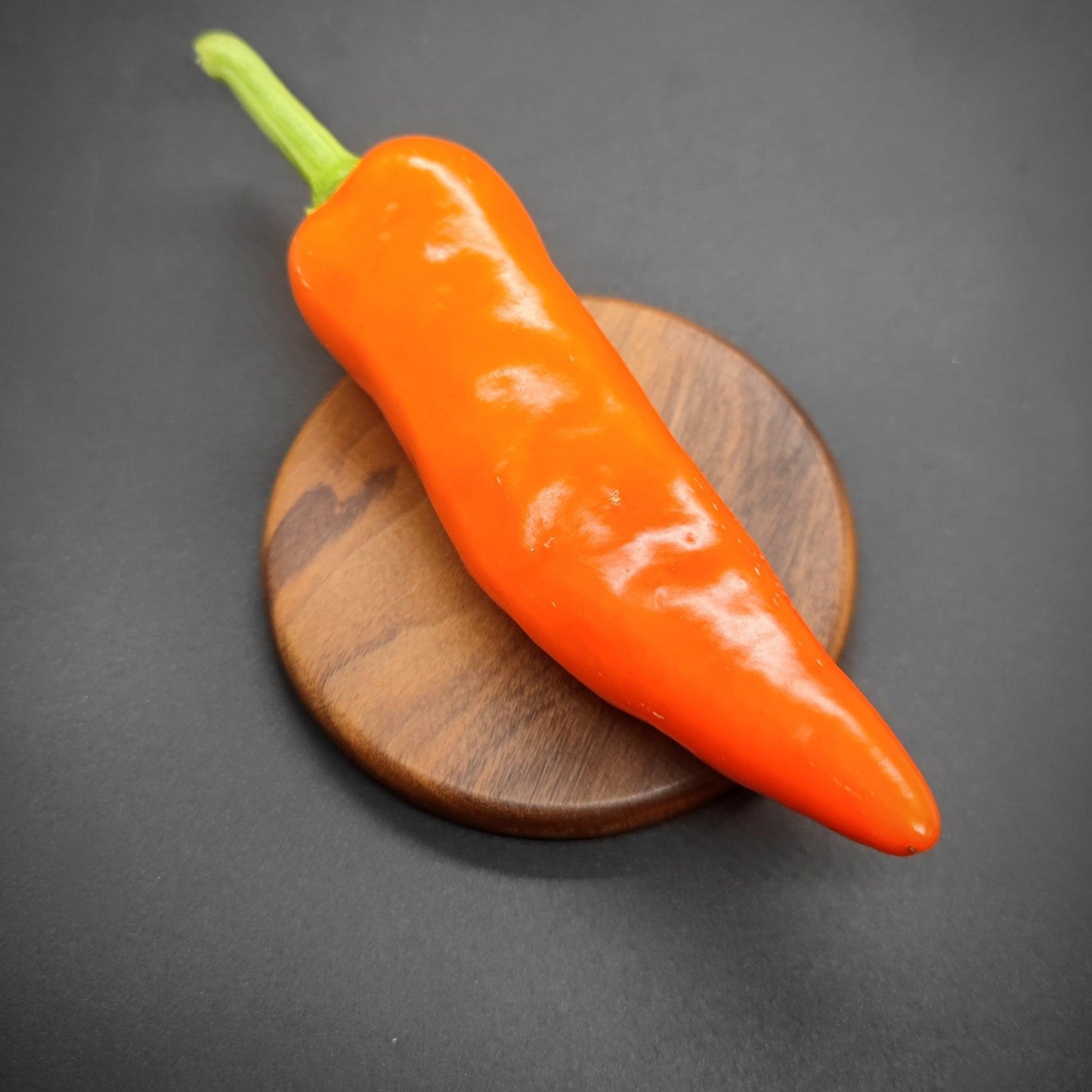 A single, vibrant Orange Spice Jalapeno from PepperMerchant.net with a green stem is placed on a round wooden coaster against a dark background. The PepperMerchant.net hybrid boasts smooth, glossy skin that catches the light, highlighting its incredible color and texture. The wooden coaster has a natural grain finish.