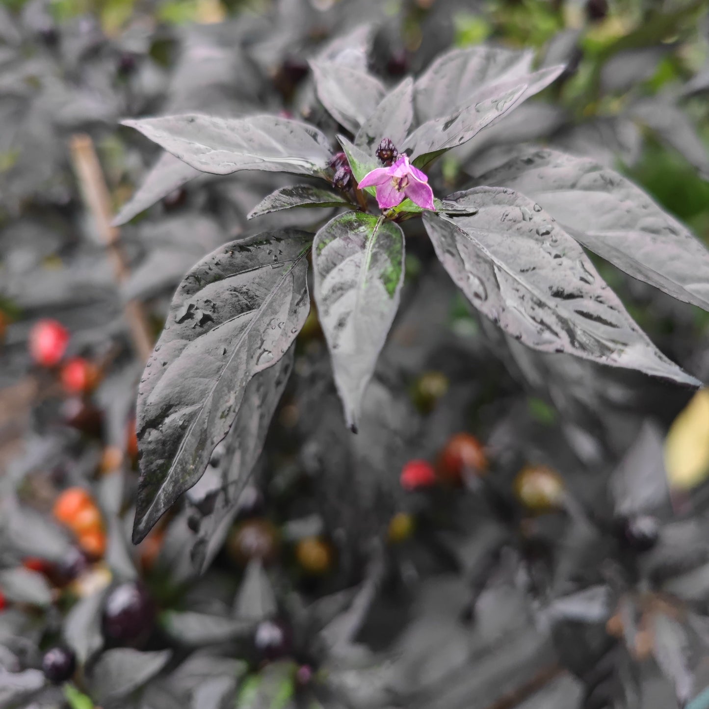 A vibrant purple flower and colorful peppers stand out against a backdrop of dark, almost black leaves. The leaves are speckled with water droplets, highlighting the striking contrast in the lush garden scene, reminiscent of a Midwest Sunset from PepperMerchant.net.