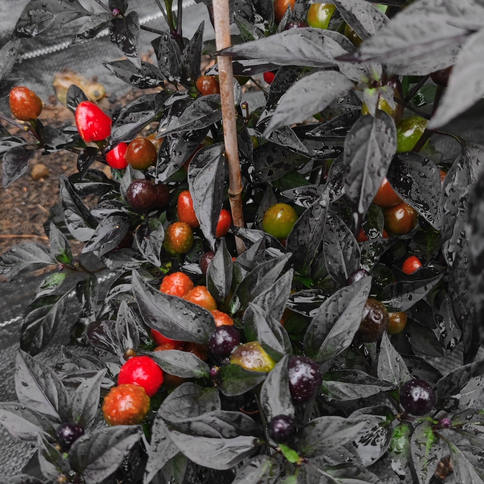 A lush pepper plant with dark purple leaves, reminiscent of "Midwest Sunset (Red Midwest Midnight)" from PepperMerchant.net, features variously ripened peppers ranging from green to vibrant red in a neatly maintained garden bed. The plants are planted in rows with black garden fabric covering the soil and supported by wooden stakes.