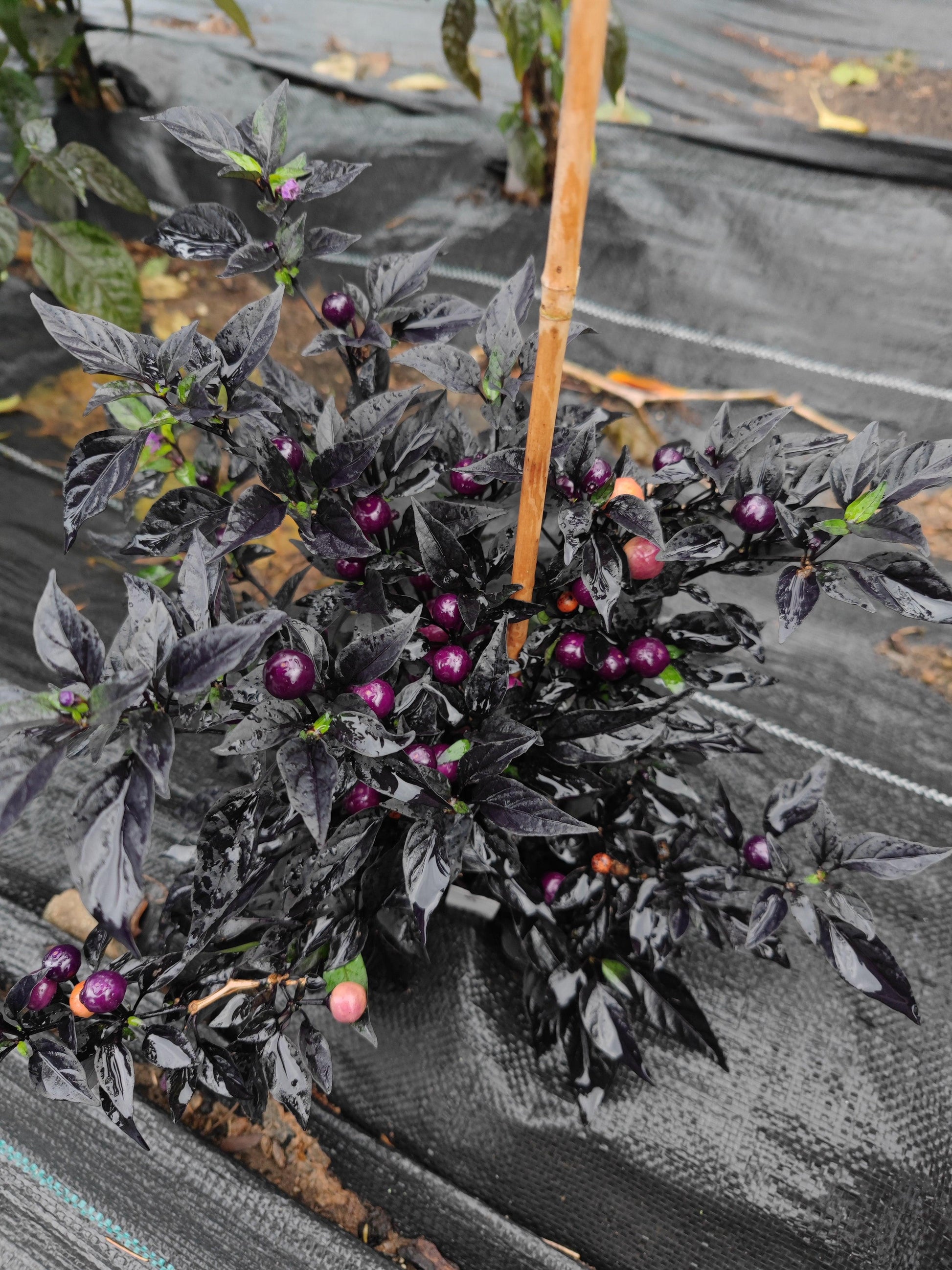 A Midwest Midnight from PepperMerchant.net, characterized by its dark purple leaves and small round purple and reddish fruits, is thriving in the garden space covered with black plastic sheeting. Supported by a bamboo stake, this plant appears healthy and well-maintained.