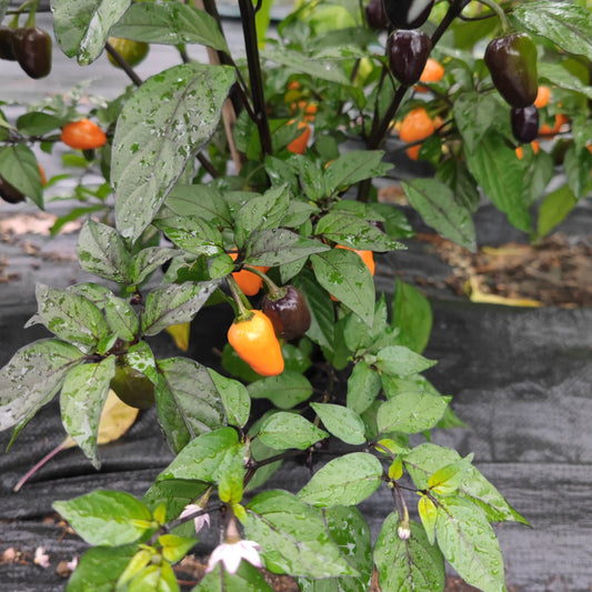 A lush pepper plant from PepperMerchant.net, known as the Midwest Sunrise (Orange Midwest Midnight), displays glossy green leaves and ripening peppers in vibrant orange and deep purple hues. Set against a dark, textured background, the plant appears dewy and fresh.