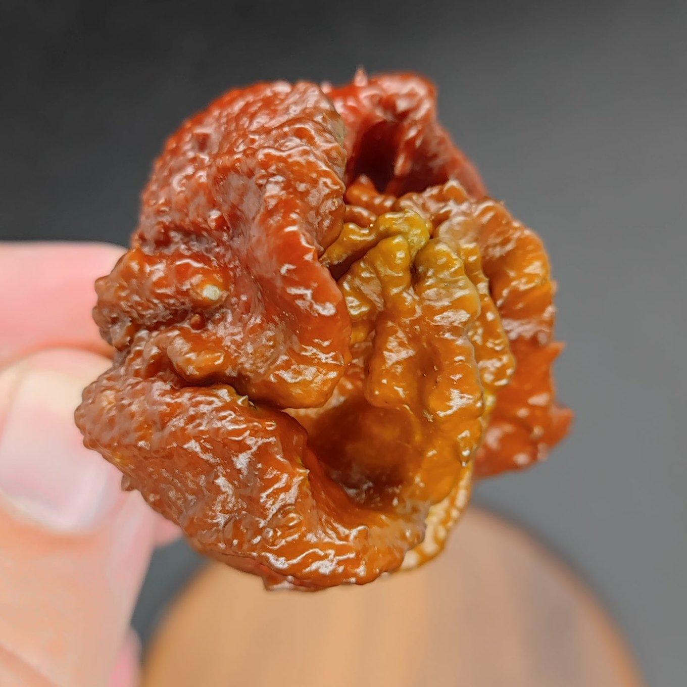 A hand grips a dried, wrinkled Chocolate Brainstrain from PepperMerchant.net, showcasing the hybrid superhot pepper against a dark background. The fingers highlight the pepper’s rich texture and deep color. A blurred wooden surface serves as the backdrop, suggesting a minimalistic set-up.