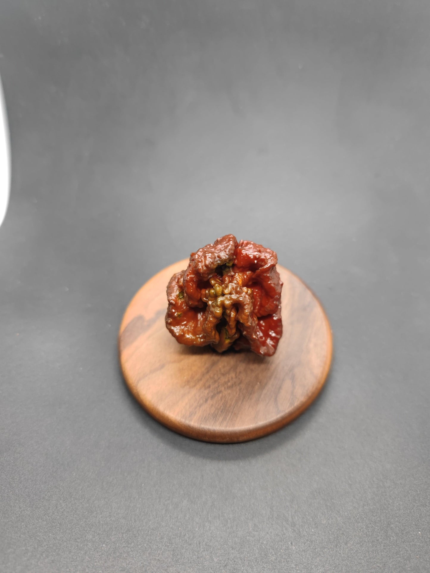 A single, dark red Chocolate Brainstrain chili pepper from PepperMerchant.net, a Superhot hybrid with an irregular, bumpy surface, is displayed on a round wooden platform against a plain, dark background.