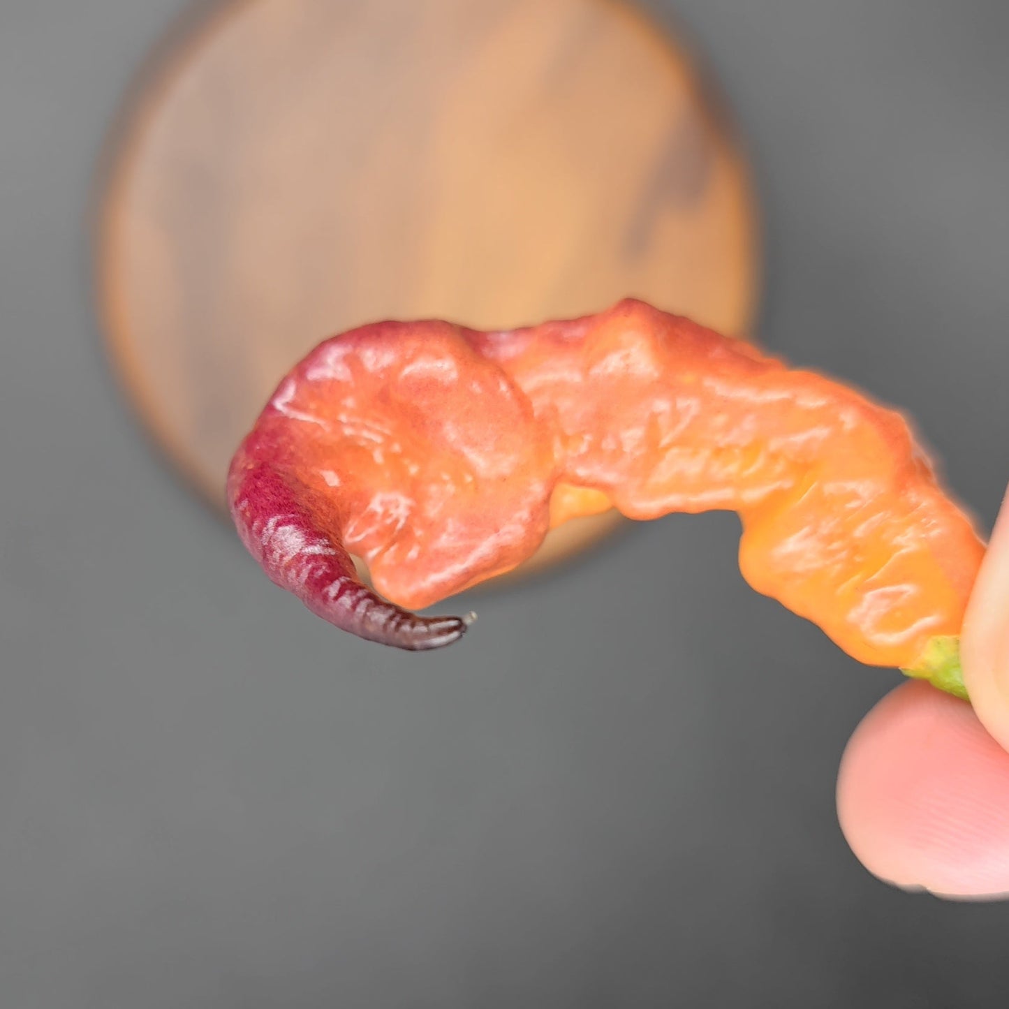 A person holds a distinctively shaped Pseudo Ganzo Pastel pepper by PepperMerchant.net against a blurred grey backdrop. The pepper's wrinkled purple and orange surface and curled tip make it an intriguing subject for pepper enthusiasts.