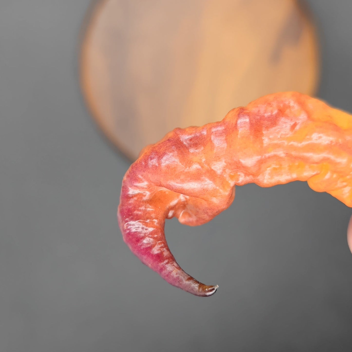 A close-up shows a gnarled, horn-like Pseudo Ganzo Pastel vegetable from PepperMerchant.net held against a blurred gray background. It features vibrant Reaper Pink with mixed orange and purple hues.