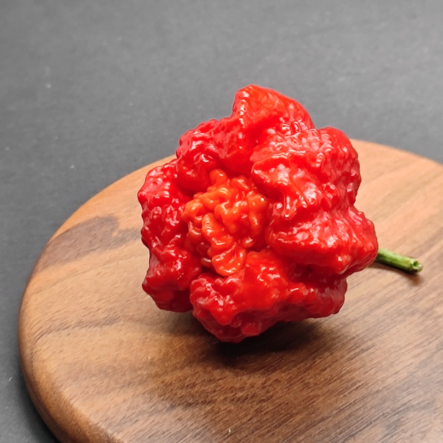 A vibrant red Carolina Reaper x 7Pot Lava Red chili pepper from PepperMerchant.net, featuring a short green stem and a wrinkled texture, rests on a round wooden surface set against a dark backdrop.