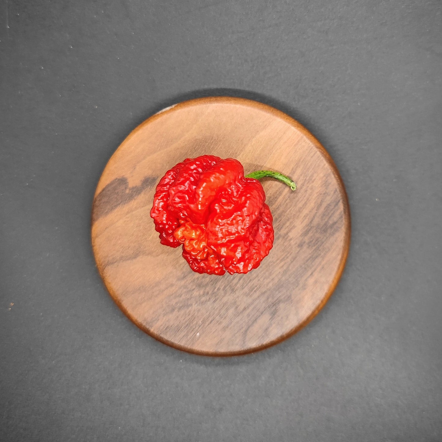 A single Carolina Reaper x 7Pot Lava Red pepper from PepperMerchant.net, with its distinctive wrinkled texture and incredibly hot seeds, rests on a wooden plate against a dark gray background.