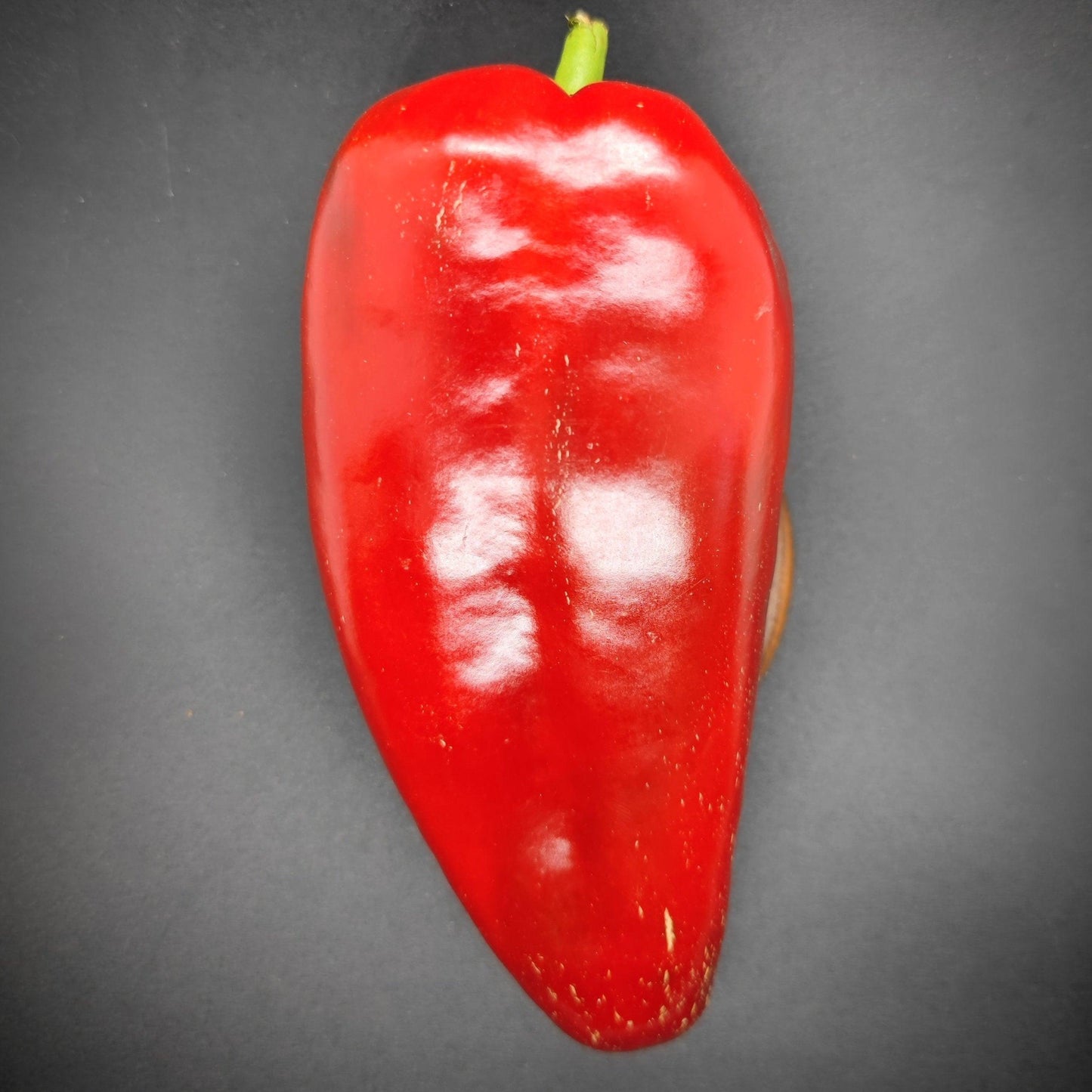 A single Ajvarski Pepper from PepperMerchant.net, shiny and red with a green stem, rests on a dark, solid-colored background. Its smooth and slightly curved surface reflects light, reminiscent of the vibrant peppers used in Balkan cuisine for making flavorful Ajvar spread.