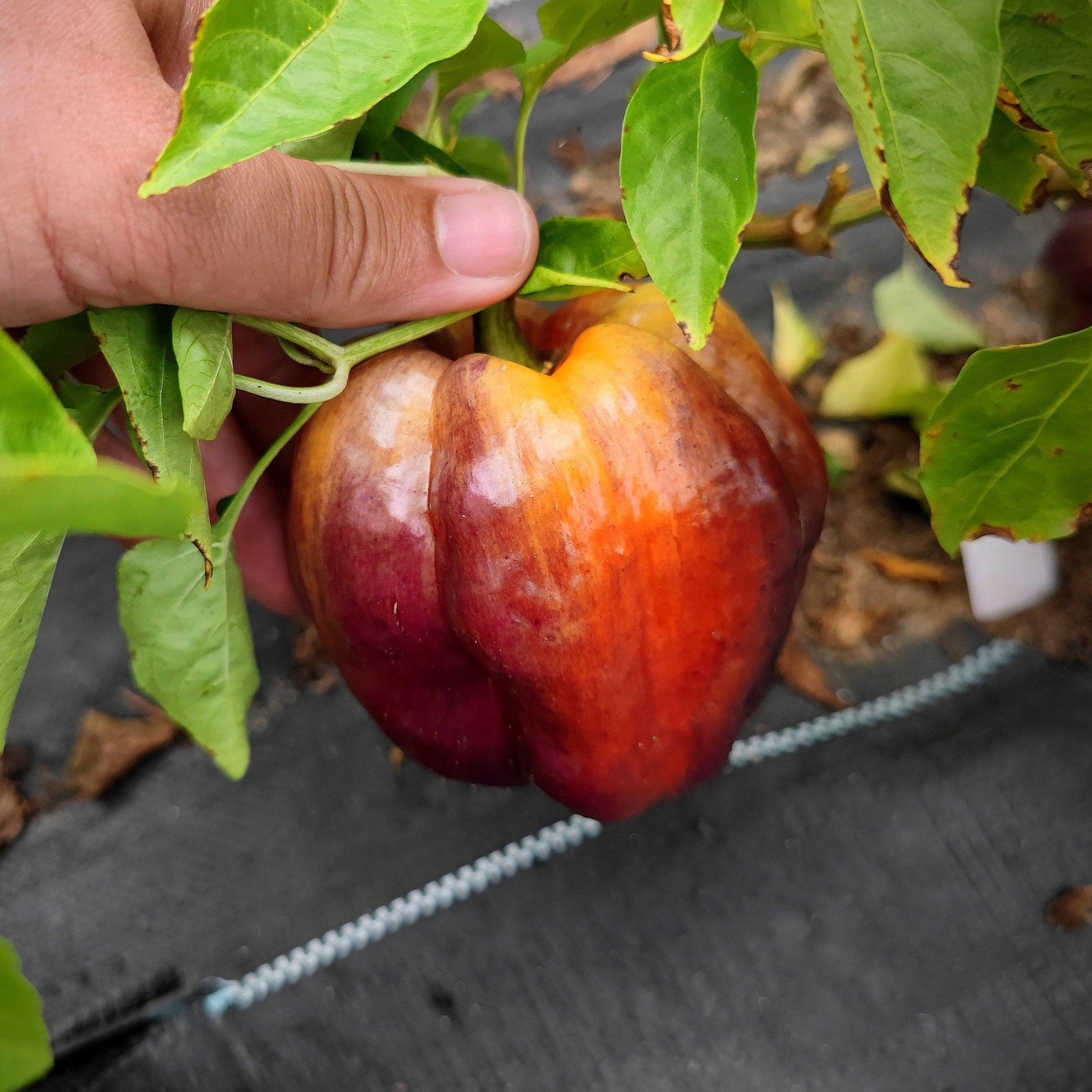 A hand holding a partially ripened Iko Iko sweet pepper from PepperMerchant.net is still attached to the plant. The pepper exhibits vibrant colors, with a gradient from red to green under green leaves. A dark plastic sheet and soil are visible in the background.