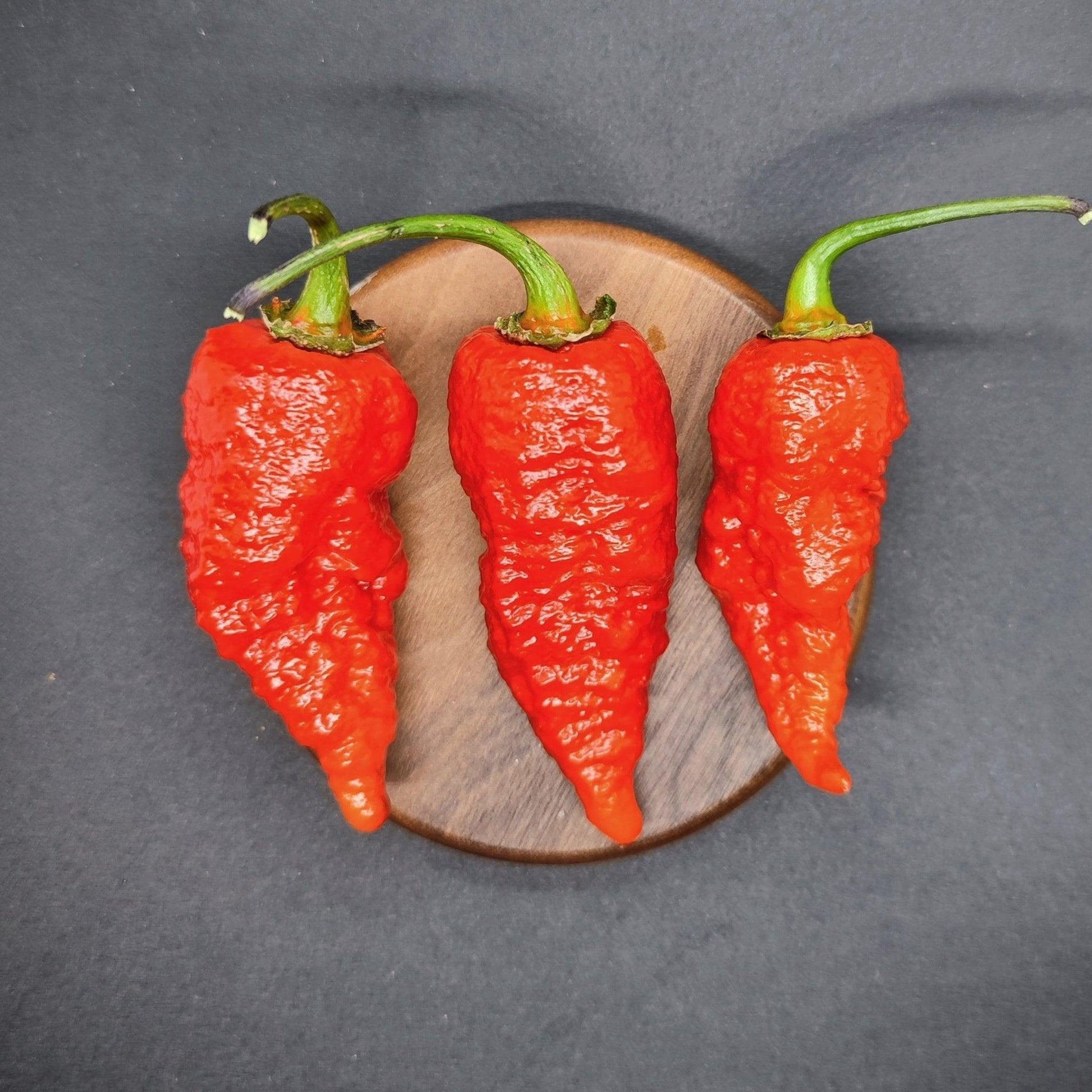 Three BBG Armageddon Red chili peppers from PepperMerchant.net, with wrinkled skin and intense spiciness, are placed vertically on a round wooden surface against a dark background. Each chili has a green stem and a roughly textured surface, hinting at their high Scoville Heat Units.