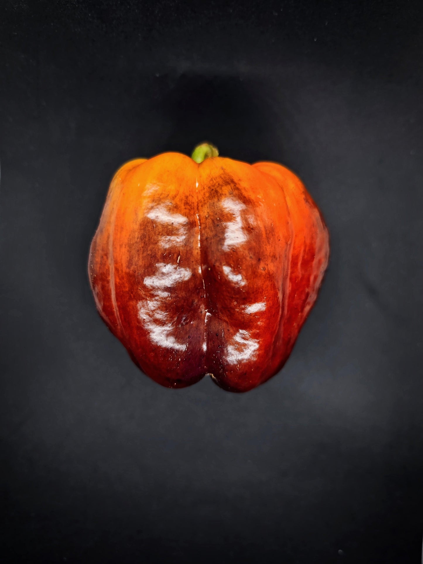 A close-up image of the Iko Iko red sweet pepper from PepperMerchant.net against a black background. The pepper appears glossy with light reflections on its surface, highlighting its vibrant color and smooth texture.