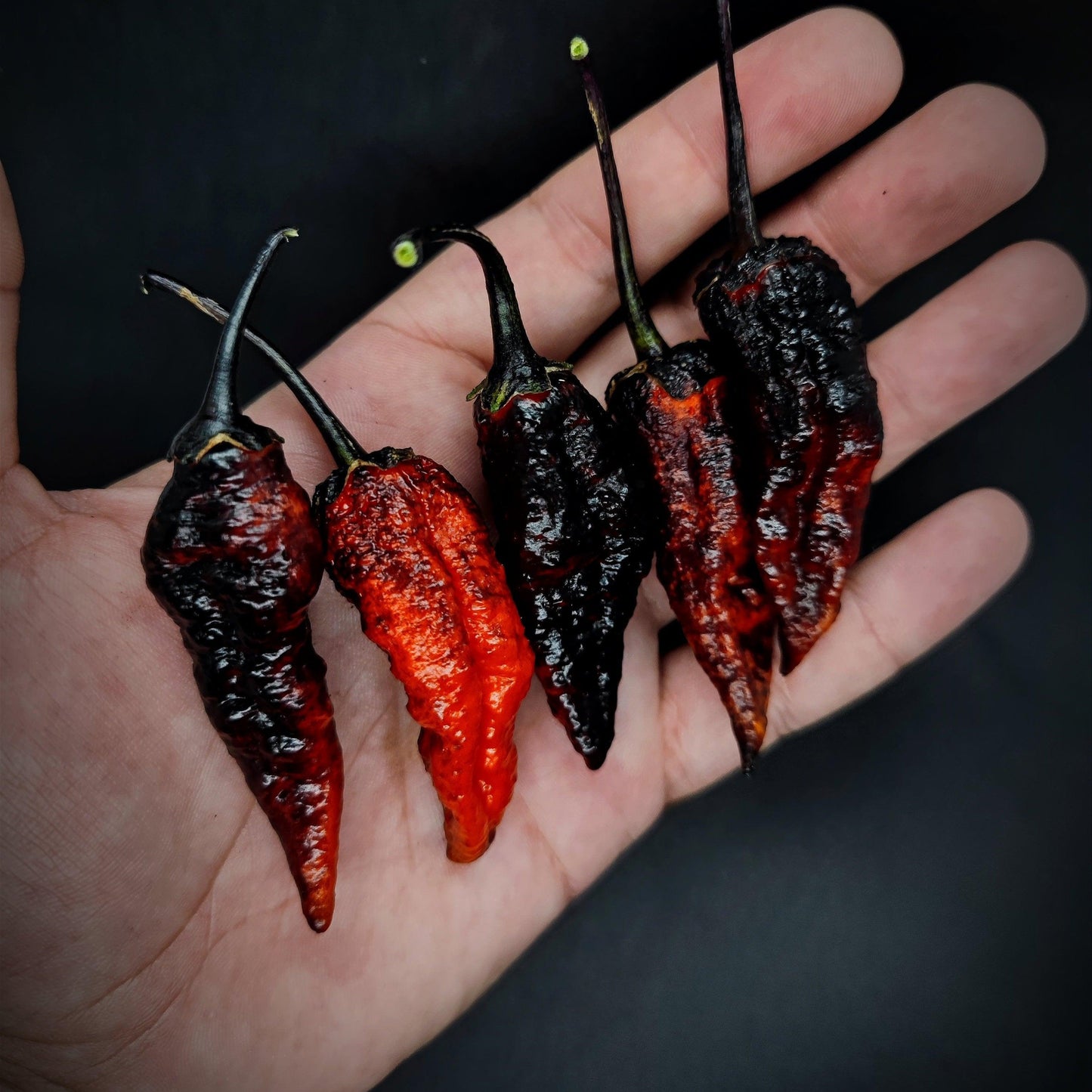 A hand holds five dried chili peppers, including a superhot Black BBG Armageddon from PepperMerchant.net, of varying sizes and colors, ranging from dark red to nearly black. The background is black, enhancing the contrast with the vibrant and textured chilies.