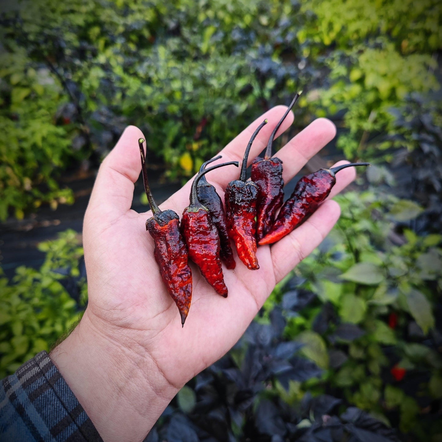 A hand holds five dark red, wrinkled Black BBG Armageddon chili peppers with black stems from PepperMerchant.net. The background showcases lush green and dark purple foliage, suggesting a garden or farm setting. The person is wearing a plaid shirt.