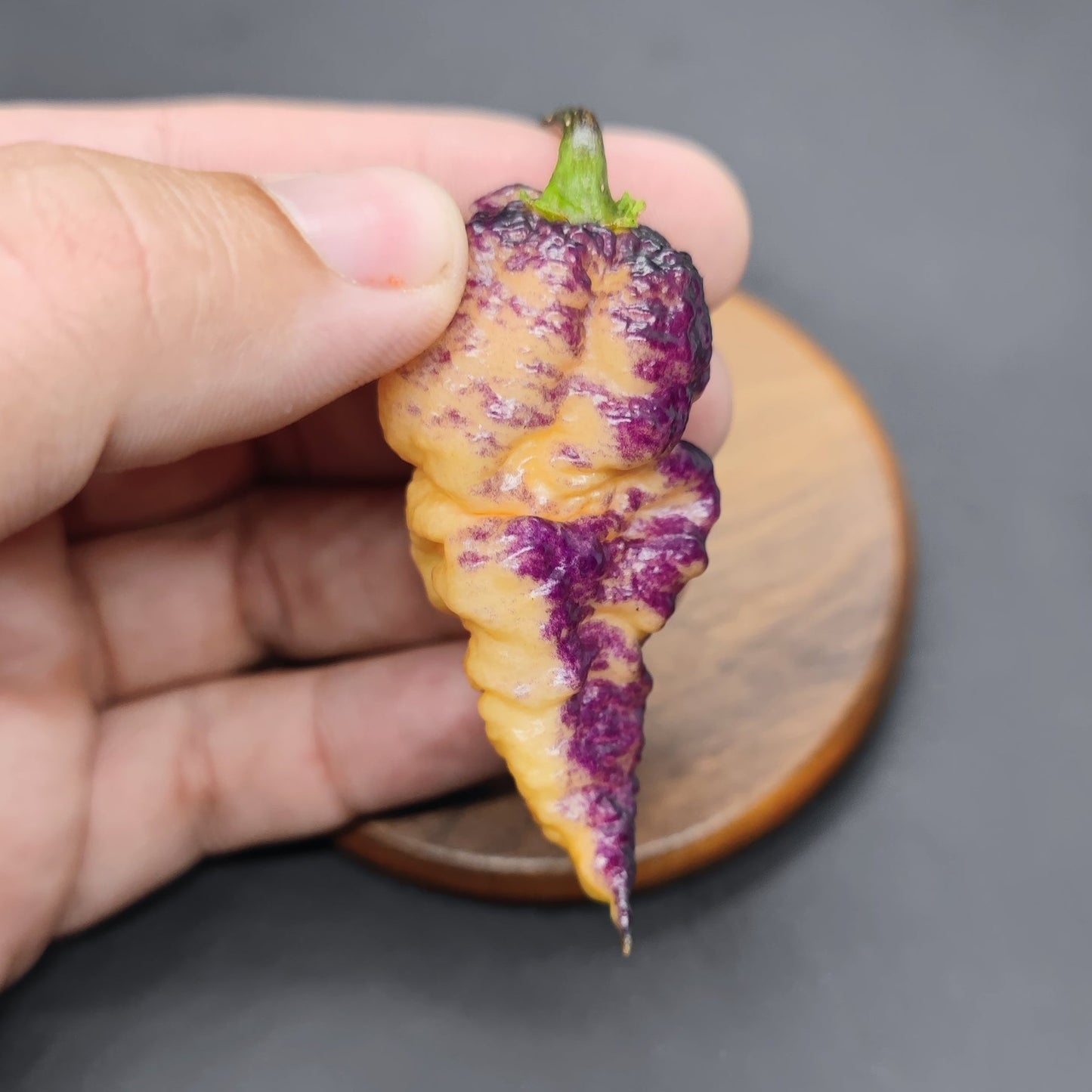 A hand holds a distinctively shaped pepper from PepperMerchant.net’s BBG Hellwalker Peach collection, featuring a striking blend of purple and yellow. This superhot pepper boasts a bumpy texture with a small green stem, set against a dark background, available in limited packs.