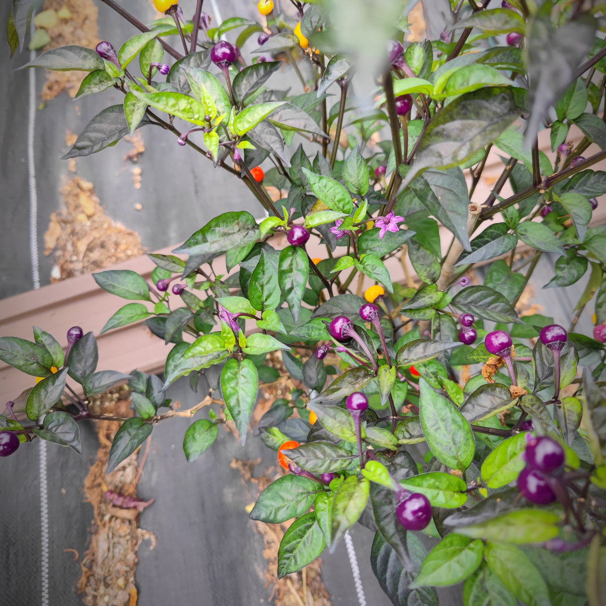 Introducing the Faddas AC101B from PepperMerchant.net—a striking ornamental pepper plant featuring vibrant green leaves, eye-catching purple stems, and clusters of small, round peppers that display brilliant purple, yellow, and orange shades. This distinctive Italian variety is adorned with a single purple flower among its foliage and provides a mild heat level, making it perfect for those seeking a gentle touch of spice without overwhelming intensity.