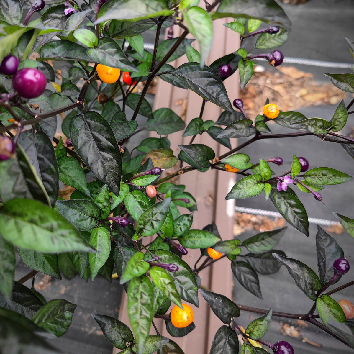 The Faddas AC101B pepper plant from PepperMerchant.net features dark green leaves and small, round mottled peppers in a range of colors—including purple, orange, and yellow—thriving outdoors on fabric mulch. This Italian variety is prized for its mild heat, making it a versatile choice for both home gardens and culinary use.
