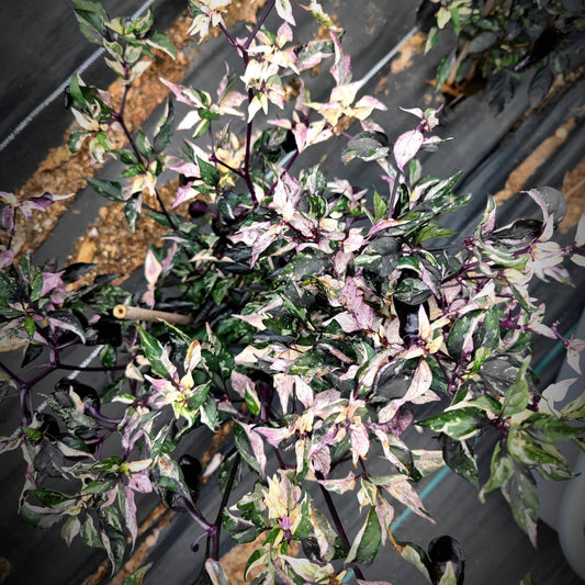 A top-down view of PepperMerchant.net's Purple Jalapeno x Big Pit plant showcases variegated pink, green, and purple leaves against a black and brown ground cover.