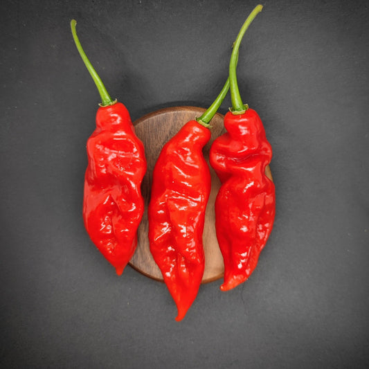 Three vibrant Maya Habanero chili peppers from PepperMerchant.net, sporting fiery red hues and fresh green stems, are vertically arranged on a dark round wooden surface against a black backdrop. The super-hot peppers have a wrinkled and glossy texture, promising an intense, fiery kick.