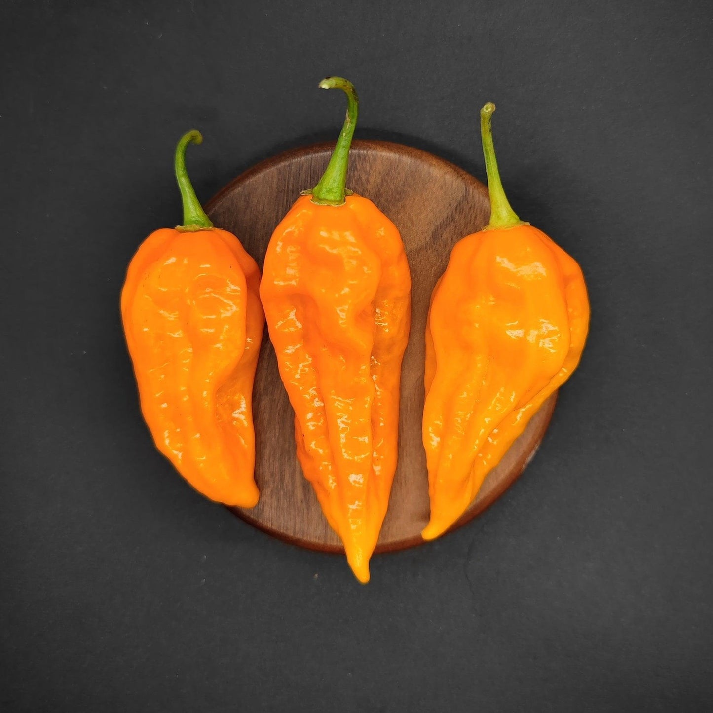 Three vivid orange Yellow Fatalii chili peppers from PepperMerchant.net with wrinkled skins are displayed side by side on a small round wooden plate against a black background. The stems of the hot peppers are green, hinting at their citrus flavor.