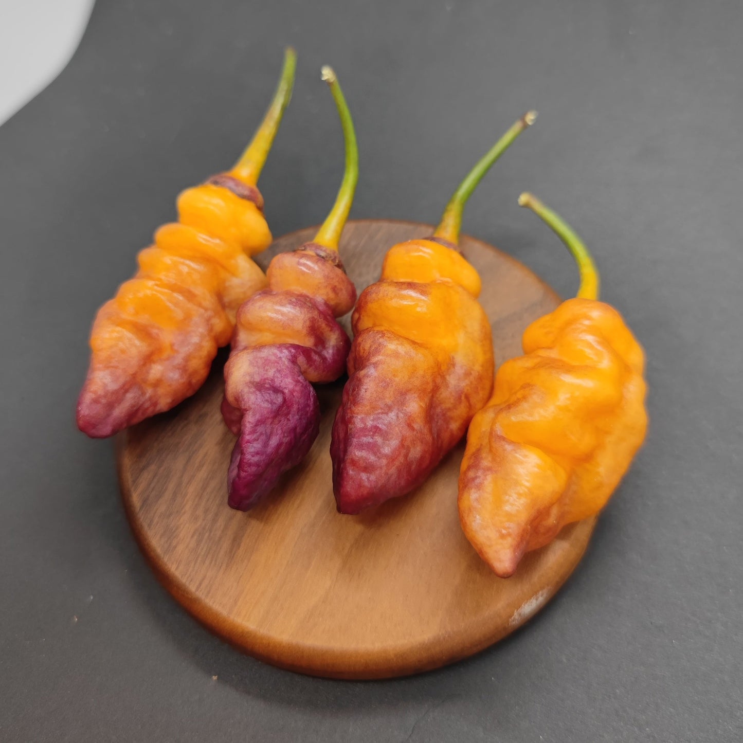 Four BBG7 Dream - Chubby Pehno chili peppers, displaying vibrant orange and purple hues with distinctive bumpy textures, are artfully arranged on a round wooden surface against a dark backdrop. Available in limited stock from PepperMerchant.net, these exclusive peppers will elevate your culinary creations.