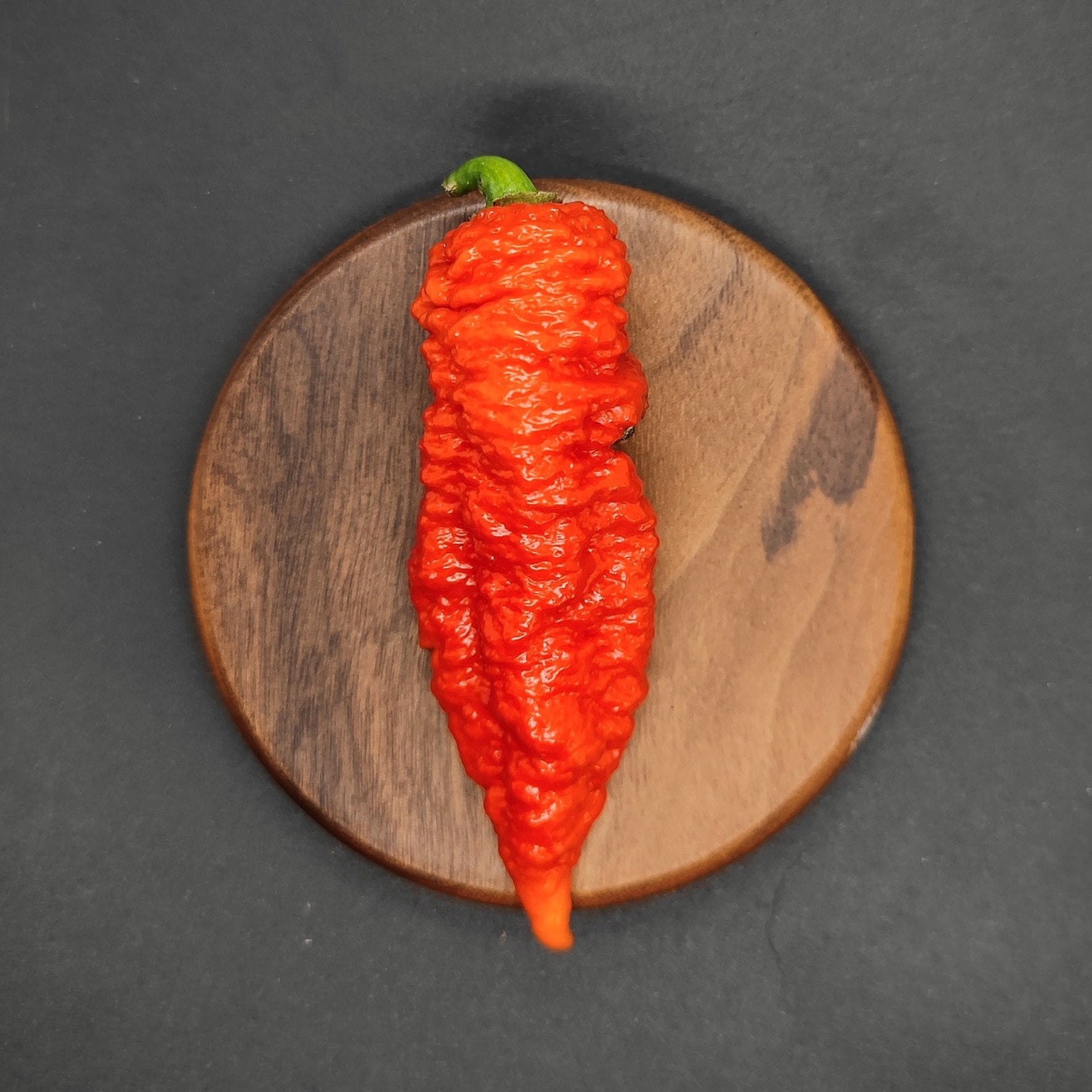 A single bright red Death Spiral chili from PepperMerchant.net, with a wrinkled texture and green stem, rests on a round wooden plate against a dark background.