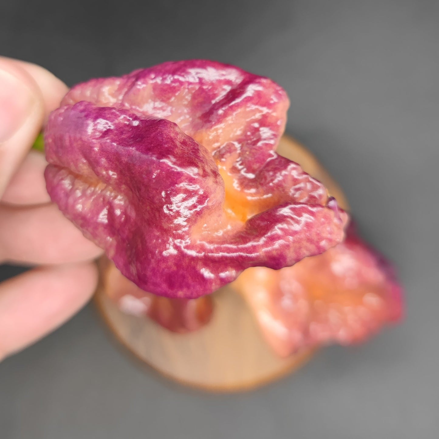 Close-up of a hand holding a vibrant Delirio flower by PepperMerchant.net, its glossy petals set against a blurred gray and brown background.