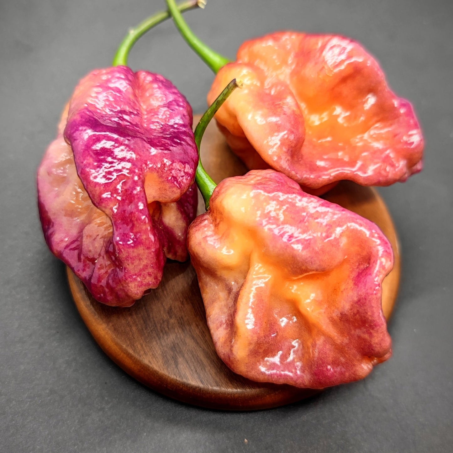 Three vibrant Delirio peppers from PepperMerchant.net, featuring the intriguing Peter Pepper Yellow, in hues of purple, orange, and red with a glossy finish rest on a small wooden dish against a dark backdrop. Their stems remain attached, showcasing their bumpy and irregular shapes.